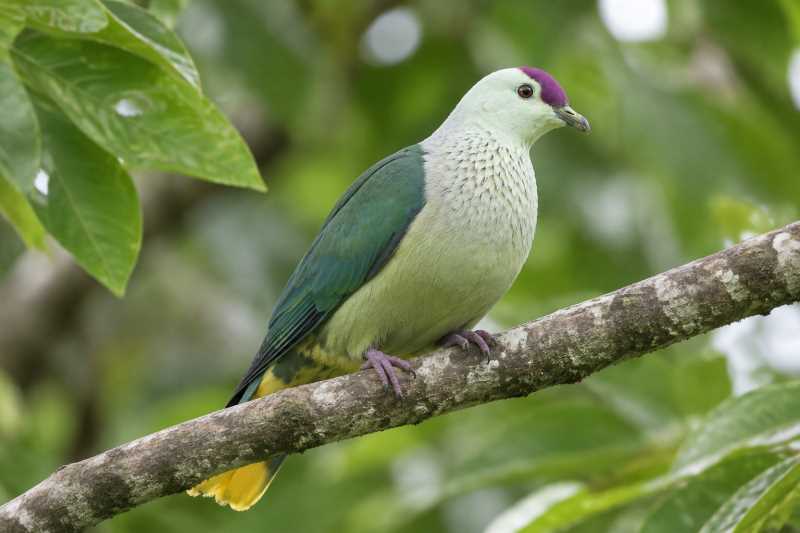 Image of a Kosrae Fruit Dove in its natural habitat