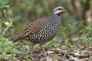 Image of a Latham's Francolin in its natural habitat
