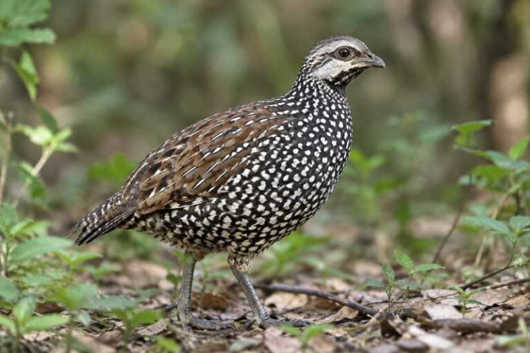 Image of a Latham's Francolin in its natural habitat