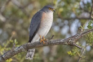 Image of a Little Sparrowhawk in its natural habitat