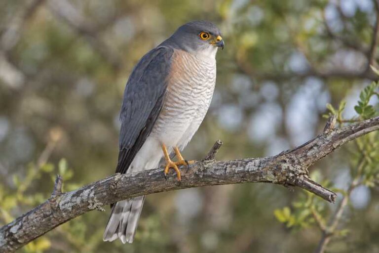 Image of a Little Sparrowhawk in its natural habitat