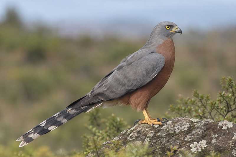Image of a Long-tailed Hawk in its natural habitat