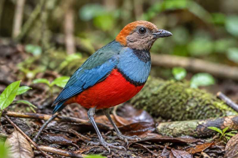 Image of a Louisiade Pitta in its natural habitat