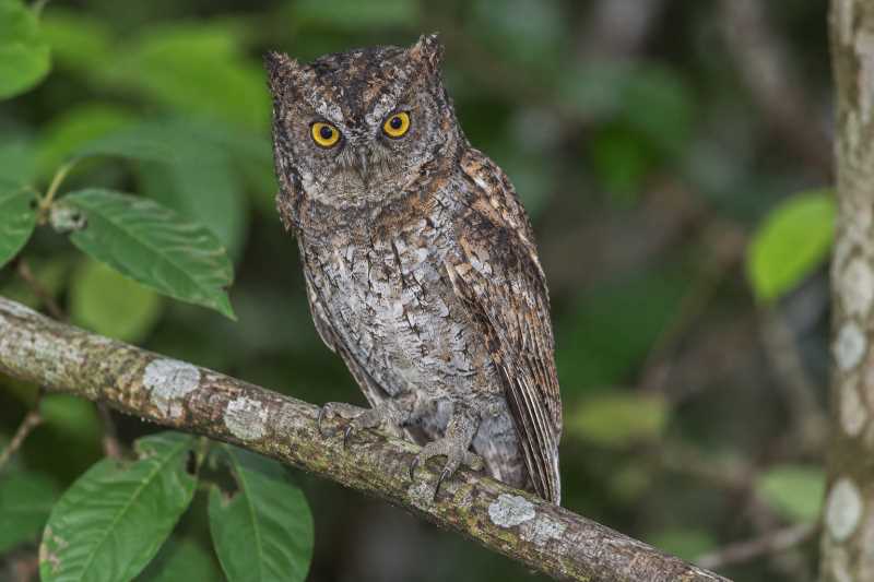 Image of a Luzon Scops Owl in its natural habitat