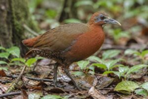 Image of a Madagascar Forest Rail in its natural habitat