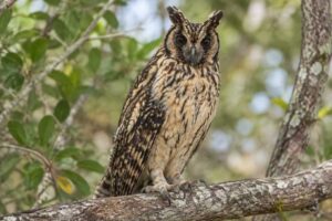 Image of a Madagascar Owl in its natural habitat
