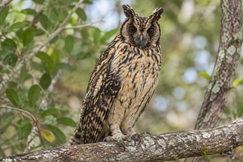 Image of a Madagascar Owl in its natural habitat