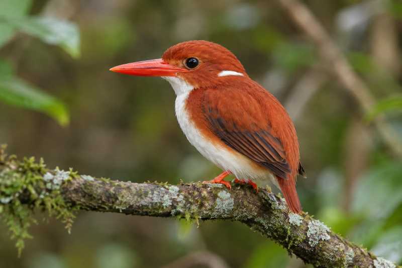 Image of a Madagascar Pygmy Kingfisher in its natural habitat