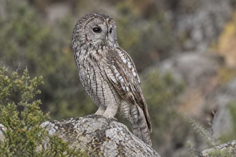 Image of a Maghreb Owl in its natural habitat