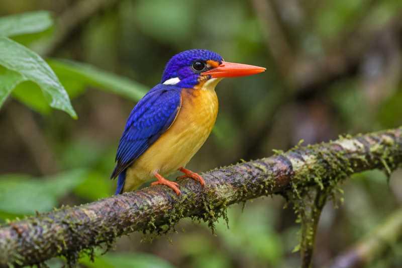 Image of a Makira Dwarf Kingfisher in its natural habitat