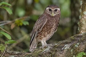 Image of a Malaita Owl in its natural habitat