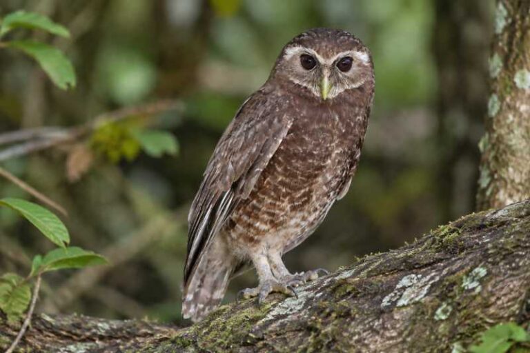 Image of a Malaita Owl in its natural habitat