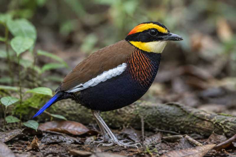 Image of a Malayan Banded Pitta in its natural habitat