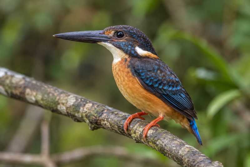 Image of a Malaysian Blue-banded Kingfisher in its natural habitat