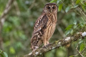 Image of a Maned Owl in its natural habitat