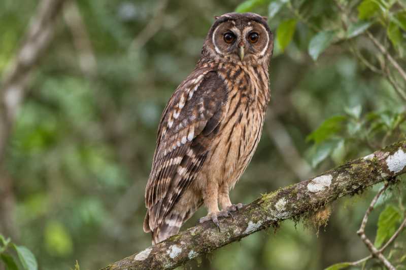 Image of a Maned Owl in its natural habitat