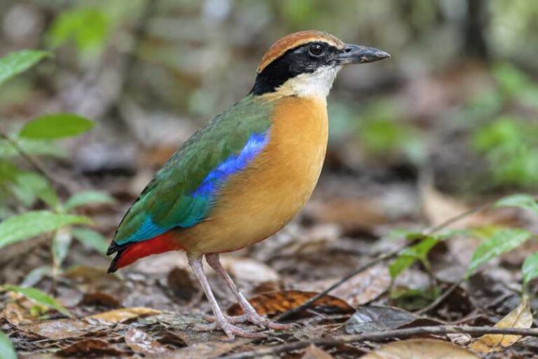 Image of a Mangrove Pitta in its natural habitat