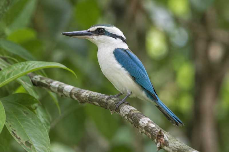 Image of a Marquesan Kingfisher in its natural habitat