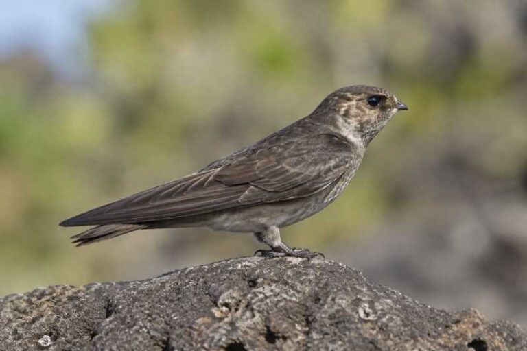 Image of a Mascarene Swiftlet in its natural habitat