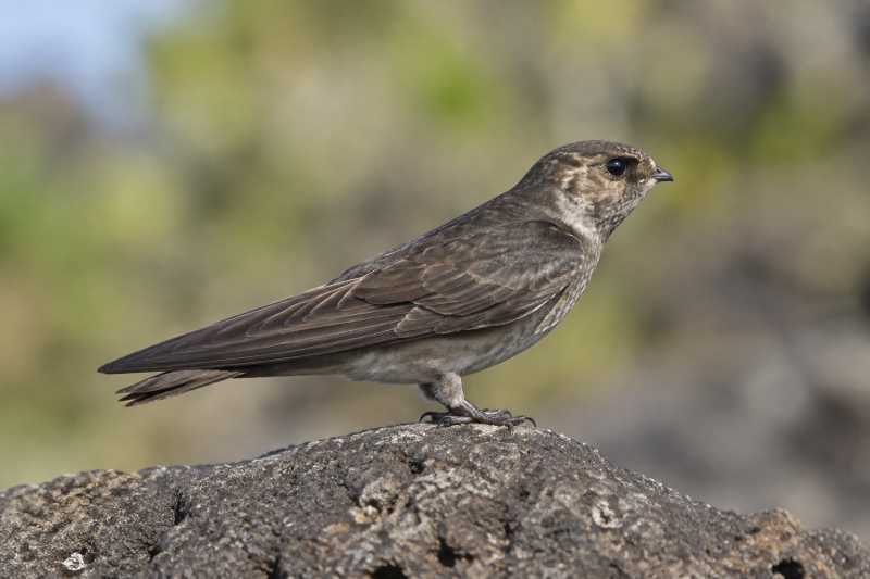 Image of a Mascarene Swiftlet in its natural habitat
