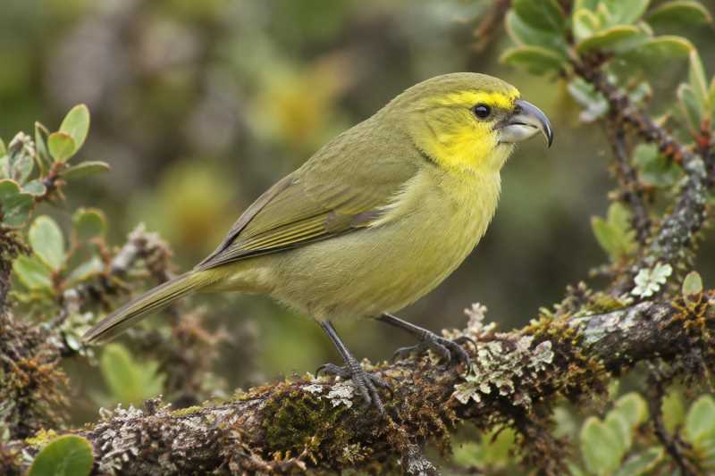 Image of a Maui Parrotbill in its natural habitat