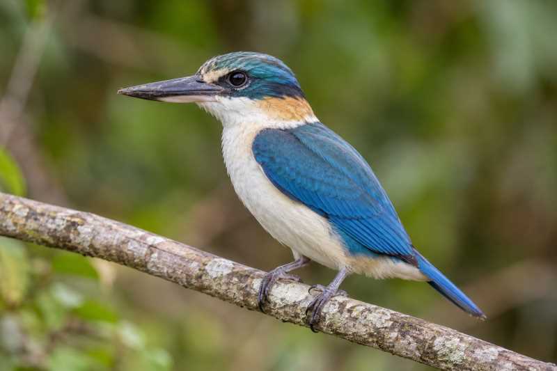 Image of a Mewing Kingfisher in its natural habitat