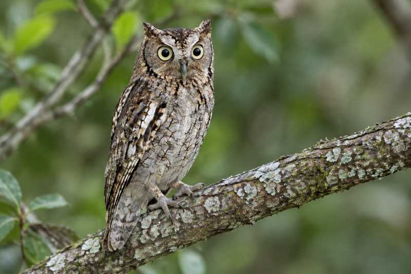 Image of a Middle American Screech Owl in its natural habitat