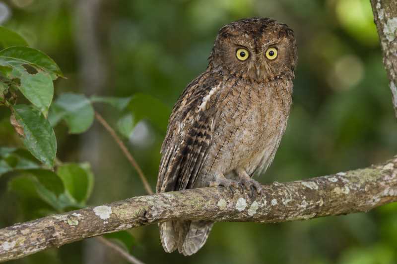 Image of a Mindoro Scops Owl in its natural habitat