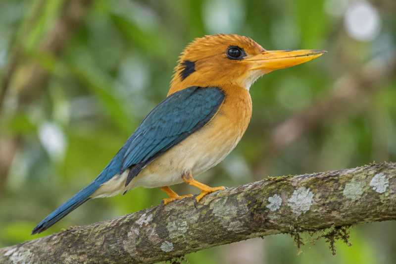 Image of a Mountain Kingfisher in its natural habitat