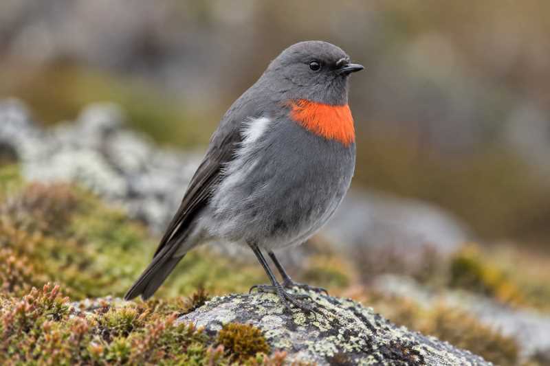 Image of a Mountain Robin in its natural habitat