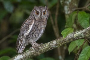 Image of a Negros Scops Owl in its natural habitat