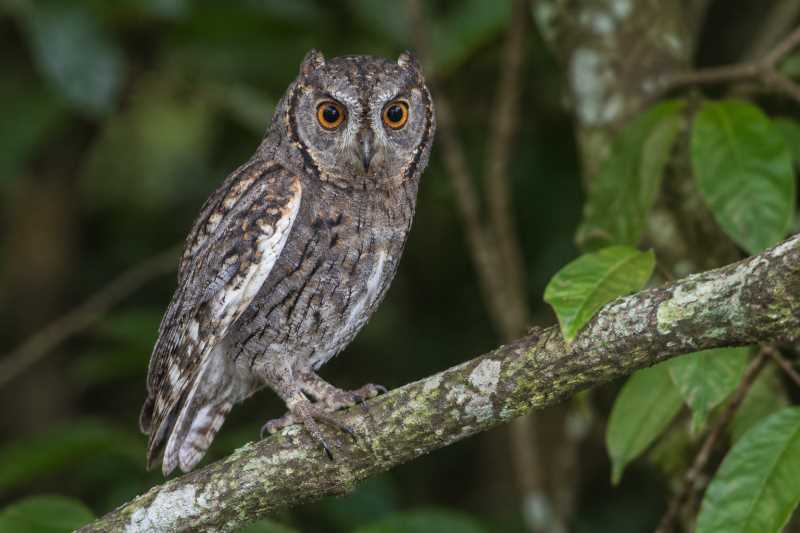 Image of a Negros Scops Owl in its natural habitat