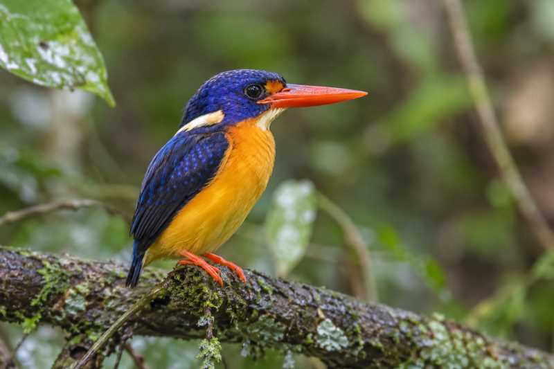 Image of a New Britain Dwarf Kingfisher in its natural habitat