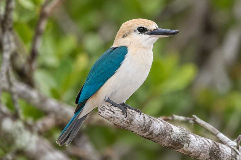 Image of a Niau Kingfisher in its natural habitat