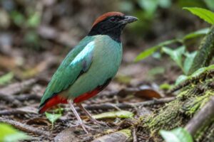 Image of a Nicobar Hooded Pitta in its natural habitat