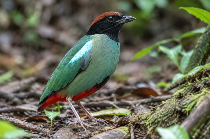 Image of a Nicobar Hooded Pitta in its natural habitat