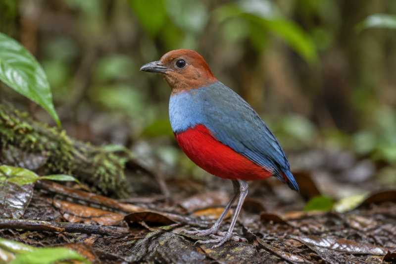 Image of a North Moluccan Pitta in its natural habitat