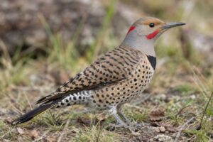 Image of a Northern Flicker in its natural habitat