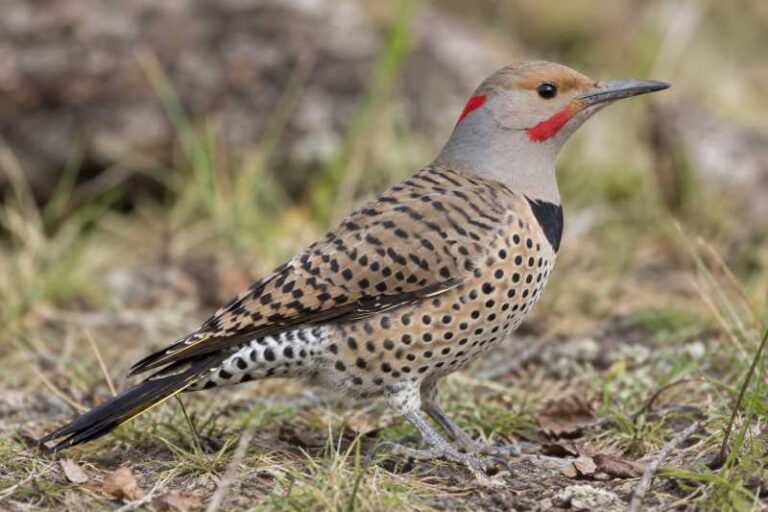 Image of a Northern Flicker in its natural habitat