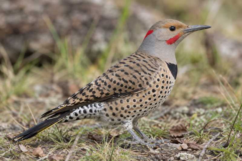 Image of a Northern Flicker in its natural habitat