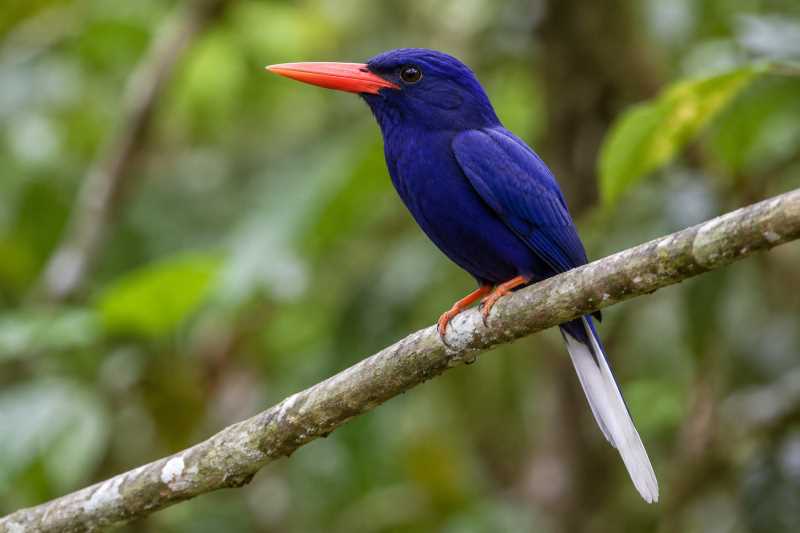 Image of a Numfor Paradise Kingfisher in its natural habitat