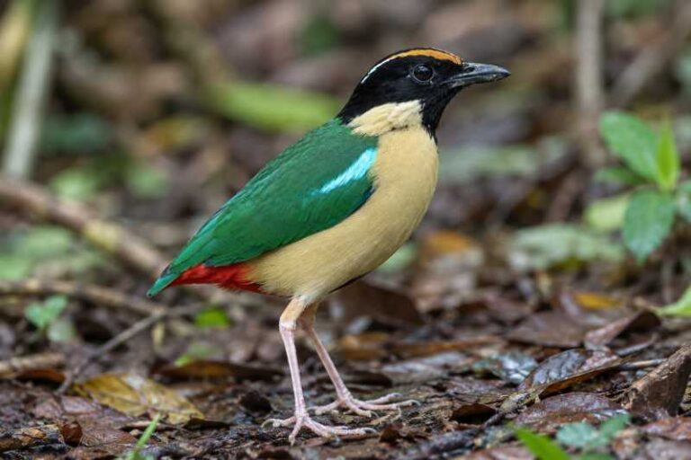 Image of a Ornate Pitta in its natural habitat