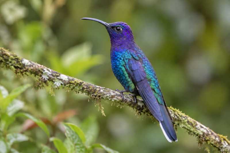 Image of a Outcrop Sabrewing in its natural habitat