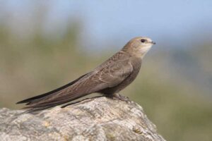 Image of a Pallid Swift in its natural habitat