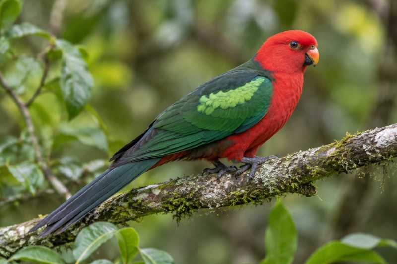 Image of a Papuan King Parrot in its natural habitat