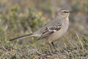 Image of a Patagonian Mockingbird in its natural habitat
