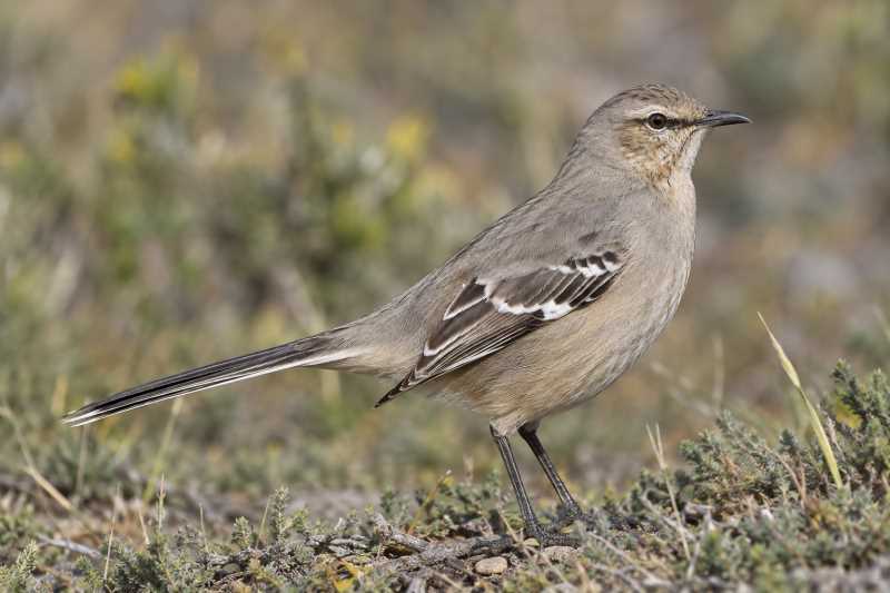 Image of a Patagonian Mockingbird in its natural habitat