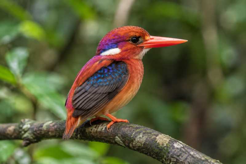 Image of a Philippine Dwarf Kingfisher in its natural habitat