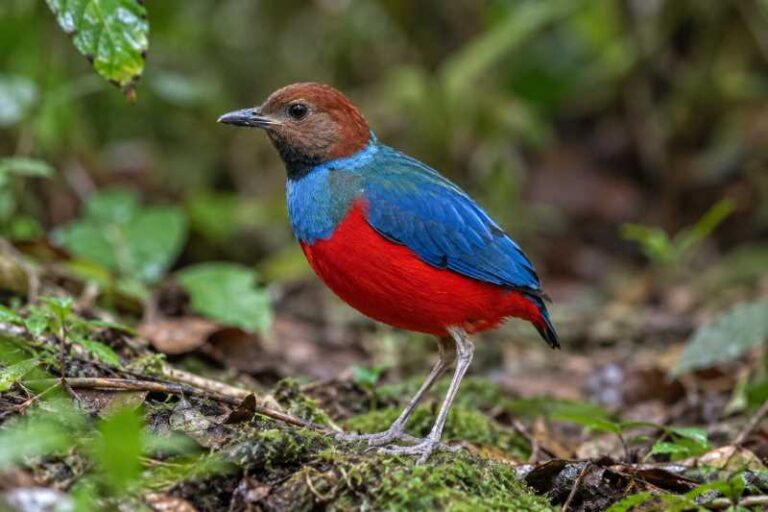 Image of a Philippine Pitta in its natural habitat