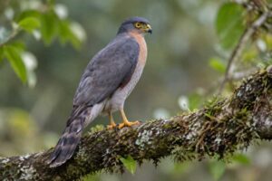 Image of a Plain-breasted Hawk in its natural habitat